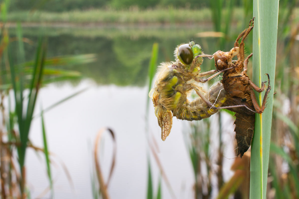 Newly emerged Four-Spotted Chaser wideangle 1